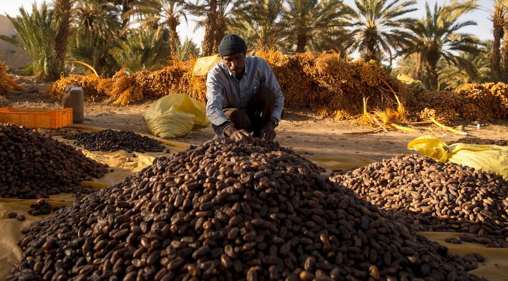 La datte, plus qu’un fruit : une ressource miracle du désert